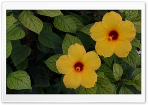Hibisco Ultra HD Wallpaper for 4K UHD Widescreen desktop, tablet & smartphone