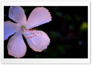 Hibiscus Ultra HD Wallpaper for 4K UHD Widescreen desktop, tablet & smartphone