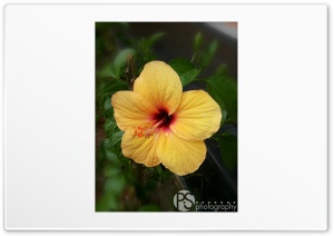 Hibiscus - P.S photography Ultra HD Wallpaper for 4K UHD Widescreen desktop, tablet & smartphone