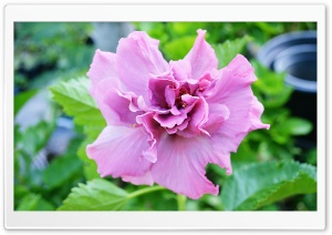 Hibiscus Flowers. Ultra HD Wallpaper for 4K UHD Widescreen desktop, tablet & smartphone