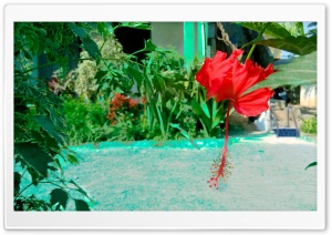 Hibiscus in front of swimming pool Ultra HD Wallpaper for 4K UHD Widescreen desktop, tablet & smartphone