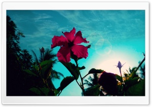 Hibiscus Rosa, Cool Climate Ultra HD Wallpaper for 4K UHD Widescreen desktop, tablet & smartphone