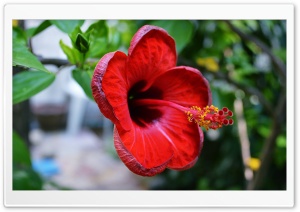 Hibiscus rosa-sinensis Ultra HD Wallpaper for 4K UHD Widescreen desktop, tablet & smartphone