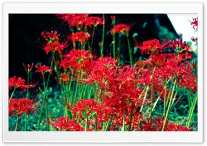 Higanbana Ultra HD Wallpaper for 4K UHD Widescreen desktop, tablet & smartphone