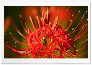Higanbana Flower Ultra HD Wallpaper for 4K UHD Widescreen desktop, tablet & smartphone