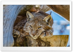 High Mountain Lynx Ultra HD Wallpaper for 4K UHD Widescreen desktop, tablet & smartphone