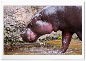 Hippo Walking In The Water Ultra HD Wallpaper for 4K UHD Widescreen desktop, tablet & smartphone