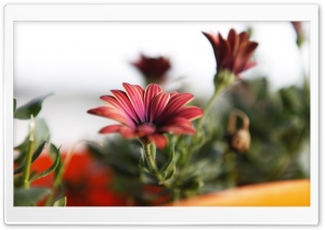 Home Flower Ultra HD Wallpaper for 4K UHD Widescreen desktop, tablet & smartphone