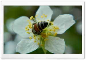 Honey Bee Ultra HD Wallpaper for 4K UHD Widescreen desktop, tablet & smartphone
