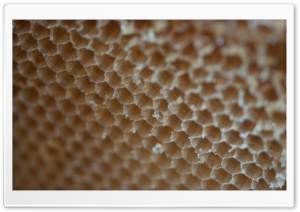 Honey Harvest Ultra HD Wallpaper for 4K UHD Widescreen desktop, tablet & smartphone
