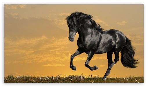 Horse16 UltraHD Wallpaper for 8K UHD TV 16:9 Ultra High Definition 2160p 1440p 1080p 900p 720p ; Mobile 16:9 - 2160p 1440p 1080p 900p 720p ;