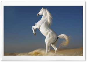 Horse  14 Ultra HD Wallpaper for 4K UHD Widescreen desktop, tablet & smartphone