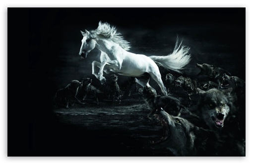 Horse UltraHD Wallpaper for Wide 16:10 Widescreen WHXGA WQXGA WUXGA WXGA ;