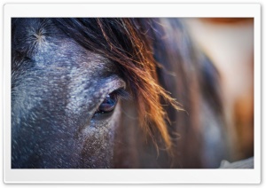 Horse Eye Ultra HD Wallpaper for 4K UHD Widescreen desktop, tablet & smartphone