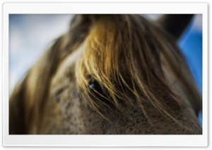 Horse Eyes Ultra HD Wallpaper for 4K UHD Widescreen desktop, tablet & smartphone