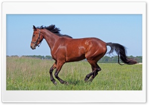 horse, grass field Ultra HD Wallpaper for 4K UHD Widescreen desktop, tablet & smartphone
