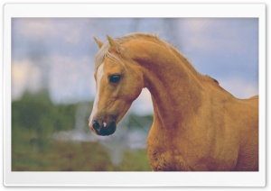 Horse Head Ultra HD Wallpaper for 4K UHD Widescreen desktop, tablet & smartphone
