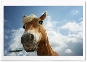 Horse On Pasture Ultra HD Wallpaper for 4K UHD Widescreen desktop, tablet & smartphone