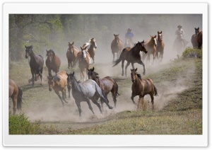 Horse Roundup Montana Ultra HD Wallpaper for 4K UHD Widescreen desktop, tablet & smartphone