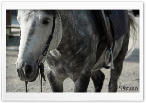 Horses Ultra HD Wallpaper for 4K UHD Widescreen desktop, tablet & smartphone