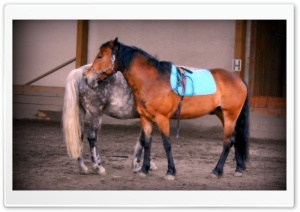 Horses Ultra HD Wallpaper for 4K UHD Widescreen desktop, tablet & smartphone