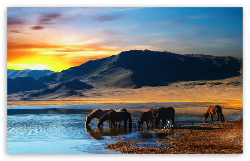 Horses, hills, sunset, animals UltraHD Wallpaper for Wide 16:10 Widescreen WHXGA WQXGA WUXGA WXGA ;
