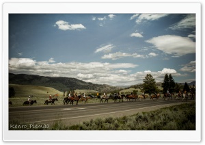 Horses in Yellowstone N.P. Ultra HD Wallpaper for 4K UHD Widescreen desktop, tablet & smartphone