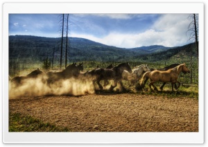 Horses Running Ultra HD Wallpaper for 4K UHD Widescreen desktop, tablet & smartphone