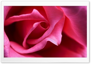 Hot Pink Rose Close up Ultra HD Wallpaper for 4K UHD Widescreen desktop, tablet & smartphone