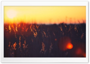 Hot Sunset Ultra HD Wallpaper for 4K UHD Widescreen desktop, tablet & smartphone