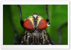 Housefly Water Drops Macro Ultra HD Wallpaper for 4K UHD Widescreen desktop, tablet & smartphone