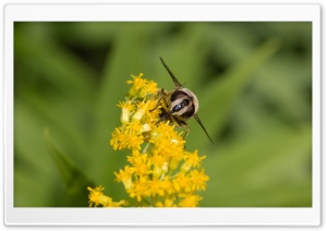 Hoverfly at Flower - Schwebfliege auf Blume Ultra HD Wallpaper for 4K UHD Widescreen desktop, tablet & smartphone