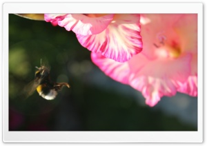 Humble Bi 2 Ultra HD Wallpaper for 4K UHD Widescreen desktop, tablet & smartphone