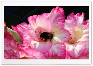 Humble Bi in Flower 1 Ultra HD Wallpaper for 4K UHD Widescreen desktop, tablet & smartphone