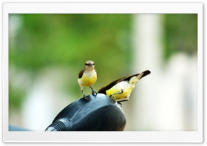 Humming birds Ultra HD Wallpaper for 4K UHD Widescreen desktop, tablet & smartphone