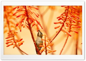 Hummingbird After The Rain Ultra HD Wallpaper for 4K UHD Widescreen desktop, tablet & smartphone