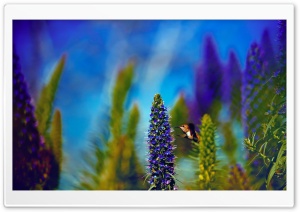 Hummingbird, Pride of Madeira Flowers Ultra HD Wallpaper for 4K UHD Widescreen desktop, tablet & smartphone