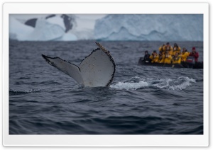 Humpback Whale Tail Slaps Ultra HD Wallpaper for 4K UHD Widescreen desktop, tablet & smartphone