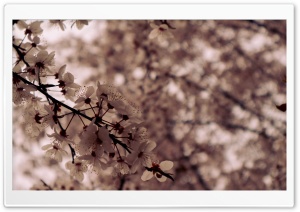 HUN_Flower Ultra HD Wallpaper for 4K UHD Widescreen desktop, tablet & smartphone