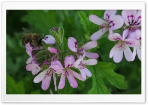 Hungry Bee Pelargonium Ultra HD Wallpaper for 4K UHD Widescreen desktop, tablet & smartphone