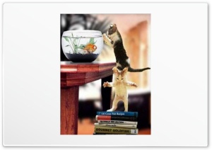 Hungry Cats Ultra HD Wallpaper for 4K UHD Widescreen desktop, tablet & smartphone