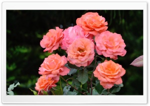Hybrid Roses Ultra HD Wallpaper for 4K UHD Widescreen desktop, tablet & smartphone