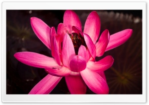 I Believe In Miracles Ultra HD Wallpaper for 4K UHD Widescreen desktop, tablet & smartphone