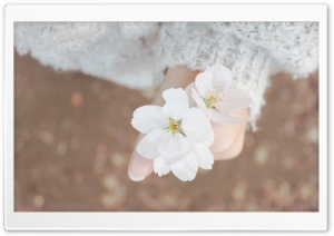 I Brought You Spring Flowers Ultra HD Wallpaper for 4K UHD Widescreen desktop, tablet & smartphone