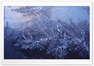 Ice flowers Ultra HD Wallpaper for 4K UHD Widescreen desktop, tablet & smartphone