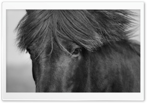 Icelandic Black Horse Close-up Ultra HD Wallpaper for 4K UHD Widescreen desktop, tablet & smartphone