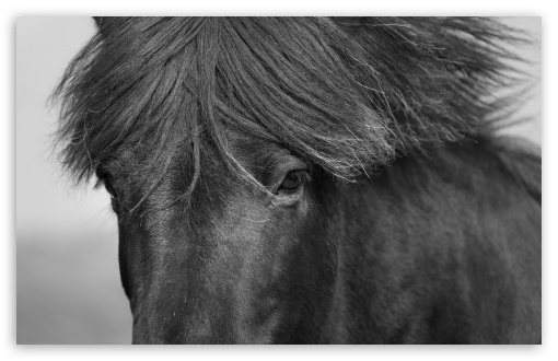 Icelandic Black Horse Close-up UltraHD Wallpaper for Wide 16:10 5:3 Widescreen WHXGA WQXGA WUXGA WXGA WGA ; UltraWide 21:9 24:10 ; 8K UHD TV 16:9 Ultra High Definition 2160p 1440p 1080p 900p 720p ; UHD 16:9 2160p 1440p 1080p 900p 720p ; Standard 4:3 5:4 3:2 Fullscreen UXGA XGA SVGA QSXGA SXGA DVGA HVGA HQVGA ( Apple PowerBook G4 iPhone 4 3G 3GS iPod Touch ) ; Tablet 1:1 ; iPad 1/2/Mini ; Mobile 4:3 5:3 3:2 16:9 5:4 - UXGA XGA SVGA WGA DVGA HVGA HQVGA ( Apple PowerBook G4 iPhone 4 3G 3GS iPod Touch ) 2160p 1440p 1080p 900p 720p QSXGA SXGA ;