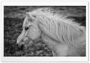 Icelandic White Horse Side Portrait Ultra HD Wallpaper for 4K UHD Widescreen desktop, tablet & smartphone