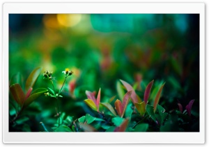 Idyll Ultra HD Wallpaper for 4K UHD Widescreen desktop, tablet & smartphone