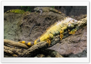 Iguana Ultra HD Wallpaper for 4K UHD Widescreen desktop, tablet & smartphone